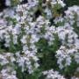 Rutgers Tuincentrum Fa W