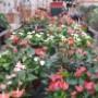 Rutgers Tuincentrum Fa W