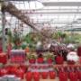 Rutgers Tuincentrum Fa W