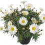Rutgers Tuincentrum Fa W