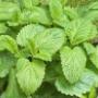 Rutgers Tuincentrum Fa W