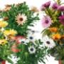 Rutgers Tuincentrum Fa W