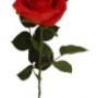Rutgers Tuincentrum Fa W