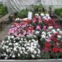 Rutgers Tuincentrum Fa W