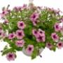 Rutgers Tuincentrum Fa W