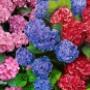 Rutgers Tuincentrum Fa W