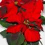 Rutgers Tuincentrum Fa W