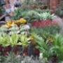 Rutgers Tuincentrum Fa W