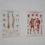 Praktijk Chiropractie R.M.J. Hovens