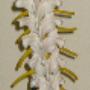 Praktijk Chiropractie R.M.J. Hovens