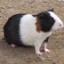 Dierenkliniek Drakenmolen Praktijk Hoensbroek