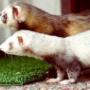 Dierenkliniek Drakenmolen Praktijk Hoensbroek