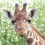 Dierenkliniek Drakenmolen Praktijk Hoensbroek