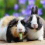 Dierenkliniek Drakenmolen Praktijk Hoensbroek
