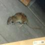 Bruine rat
