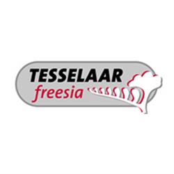Tesselaar Freesia C.v.