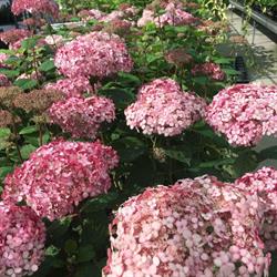 Tuincentrum de Vuurdoorn V.o.f.