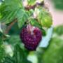 Boomkwekerij Rongen & Zn BV