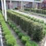 Hoveniersbedrijf Plantencentrum Velden Van der