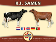 Coöperatieve Vereniging voor Kunstmatige Inseminatie bij Rundvee "Samen" UA