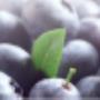 Janssen-van Asten Pluimvee en Fruitteelt J J