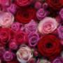 Bloemen. Bekijk hier een overzicht van verschillende bloemstukken, om u een idee te geven van wat er allemaal mogelijk is.