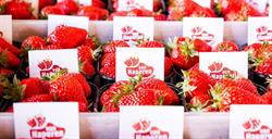 Aardbeien & Zomerfruit Rene van Haperen