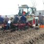 asperge-wortel planten