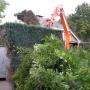 Haag verwijderen tuinrenovatie
