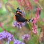 Onderhoudsvriendelijke tuin