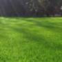 (Kunst)gras