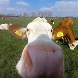 Evenementenlocatie Boerderij & Gasterij 't Dommeltje