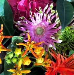 P. van Koolwijk Bloemen en Planten