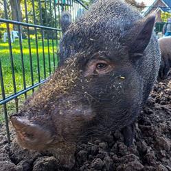 Stichting Kinderboerderij Wijhe