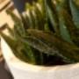 Passie-Flora Salland