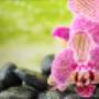Passie-Flora Salland