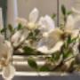 Passie-Flora Salland