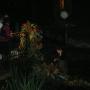 Passie-Flora Salland