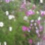 boerenbed_t_morshuis_diepenhei