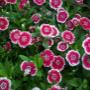 Rob's Tuincentrum