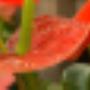 Rob's Tuincentrum