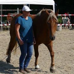 Happy Horse Advies