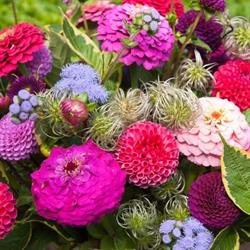 Kwekerij en Tuin De Boschhoeve