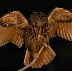 De Valk Roofvogels