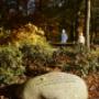 Zwerfkeu in het bos