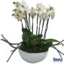 Van Beest Bloemen en Planten