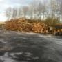 Bomen nog op stam