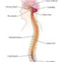 Chiropractie Utrecht