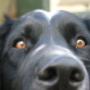 Dierenkliniek Velp