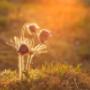 Pulsatilla
